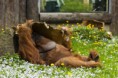 /album/zoo/img-1679-masolata-jpg/